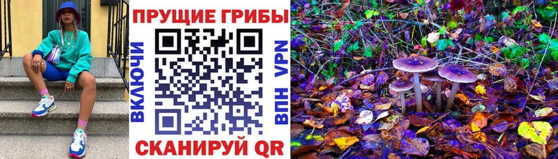 как найти закладки Цоци-Юрт Галлюциногенные грибы Psilocybe